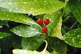 莓果,葉子,夏季