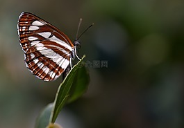 蝴蝶,著色,條紋