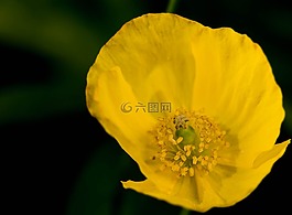 罌粟,黃色,花