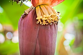 香蕉,水果,蜜蜂
