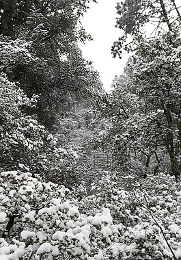 冬天,景觀,雪