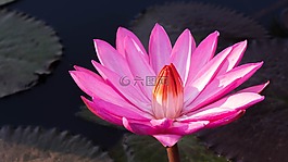 鮮花,粉紅色的花,水百合