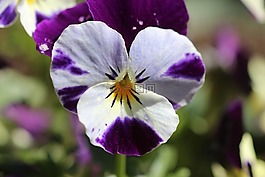 潘茜,鮮花,關(guān)閉