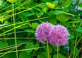 鮮花,春天,盛開