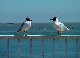 鷗,假期,海