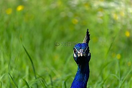 孔雀,鳥,鳥孔雀