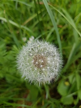 性質(zhì),廠,蒲公英