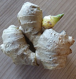 姜,姜根,貝爾