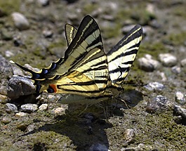 蝴蝶,燕尾,喝