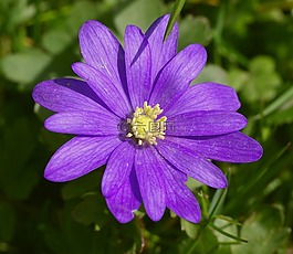 銀蓮花,花,特寫