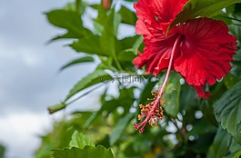 槿,花,特寫