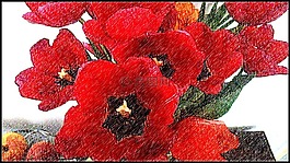amarillis,花卉,红色