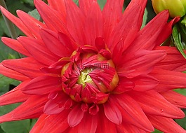 花,紅色,詳細(xì)