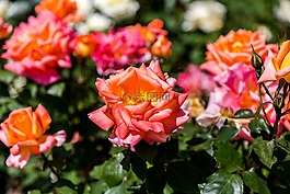 盛開,開花,植物區(qū)系