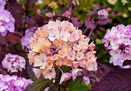 八仙花,繡球花,鮮花