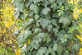 常春藤,綠色,黃色