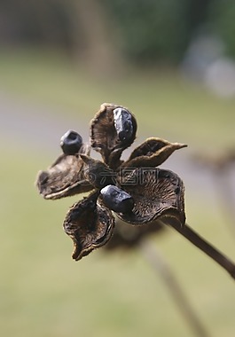 秋季,性质,花