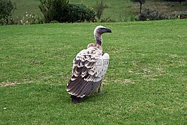 兀鷲,鳥(niǎo),野生鳥(niǎo)類(lèi)