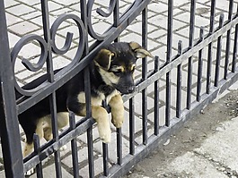 狗,牧羊犬,動物