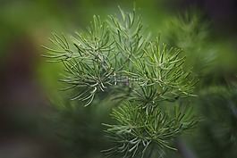 葉子,花,戶外
