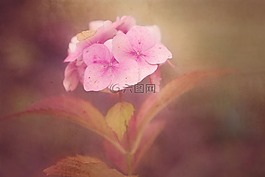 花,粉紅色,鮮花