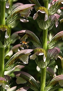 acantus,蜜蜂,開花