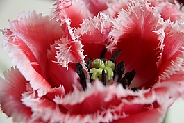 郁金香,花卉,鮮花