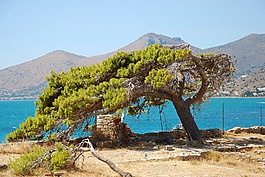 性質(zhì),樹,海