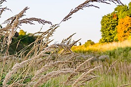 背景,夏季,美麗