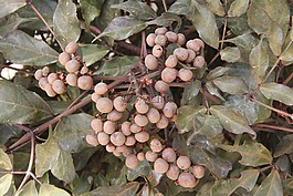 sementinhas,植物,性質(zhì)