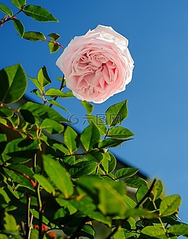 玫瑰,粉紅色,花