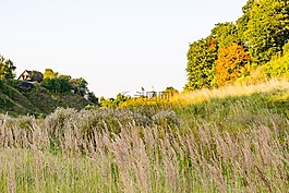 背景,夏季,美麗
