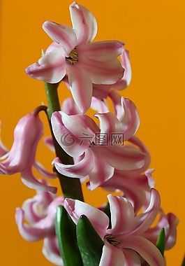 花,植物區(qū)系,自然