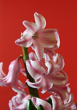 花,植物區(qū)系,自然