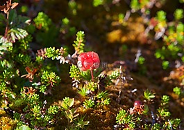 hjortron,chicoutai浆果,黄莓