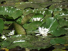 睡蓮,水百合,花