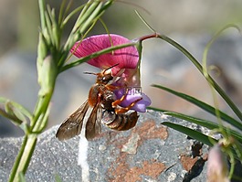红蜂,rhodanthidium sticticum,libar