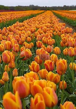 郁金香,tulipanmark,花