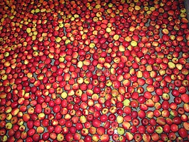 蘋果,水果,紅蘋果