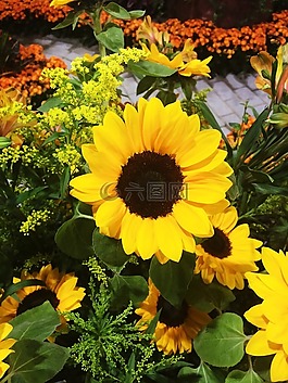 向日葵,花卉,花園