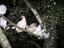 樹雞,雞,樹