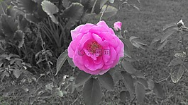 粉紅色,鮮花,玫瑰