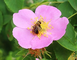 熊蜂,昆虫,蜜蜂