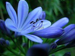 花,開(kāi)花,廠(chǎng)