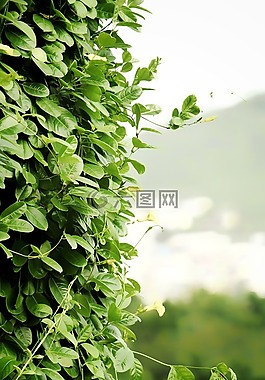 藤蔓,葉子,登山者