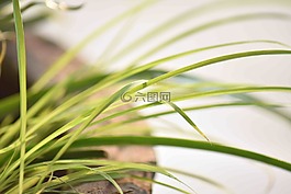 葉子,長(zhǎng),植物