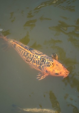 錦鯉,魚,水