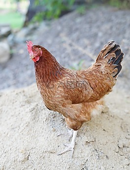 家禽,母雞,鳥