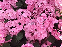 繡球,花,開花