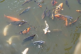 錦鯉,魚(yú),水